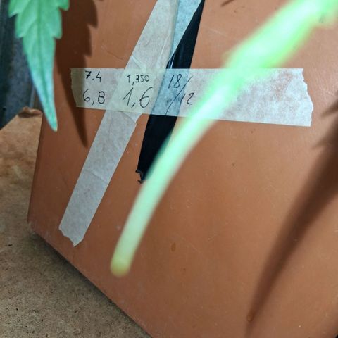 2 Rainbow maker Bsf  growlog photo: 23 hs rainbow auto 3ml de flora booster