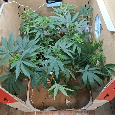 2 Rainbow maker Bsf  growlog photo: 23 hs rainbow foto riego con 3 ml oro negro