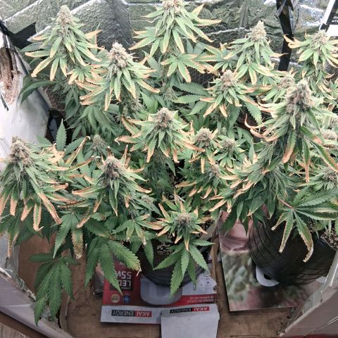 3 Critical Orange Punch growlog photo: 23 hs lavado a la de la izq con agua sola queda en ph 6.7 y ec 0.6!