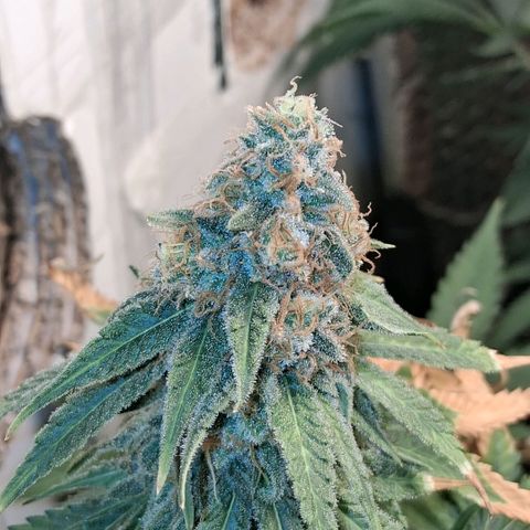 3 Critical Orange Punch growlog photo: 23 hs lavado a la de la izq con agua sola queda en ph 6.7 y ec 0.6!