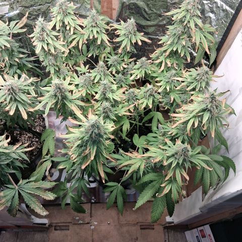 3 Critical Orange Punch growlog photo: 23 hs lavado a la de la izq con agua sola queda en ph 6.7 y ec 0.6!