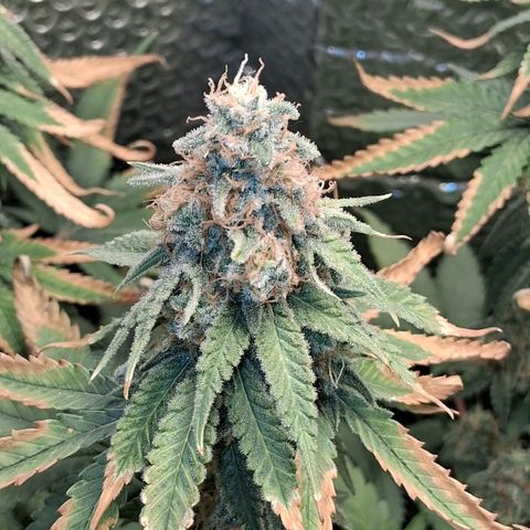 3 Critical Orange Punch growlog photo: 23 hs lavado a la de la izq con agua sola queda en ph 6.7 y ec 0.6!