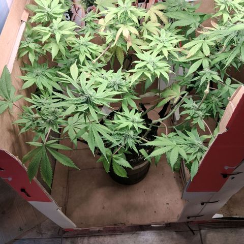 2 Egypto Indian seeds growlog photo: 23hs Egypto parece haber frenado amarilleo prox riego flora booster ec 1.3 1.4 entrar en ph alto...