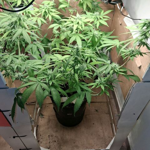 2 Egypto Indian seeds growlog photo: 23hs Egypto parece haber frenado amarilleo prox riego flora booster ec 1.3 1.4 entrar en ph alto...