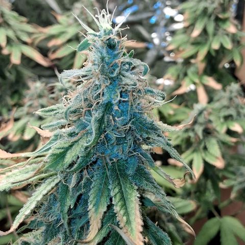 3 Critical Orange Punch growlog photo: 23 hs los cogollos mas cerrados son de la izq que ya quedo lavada total...