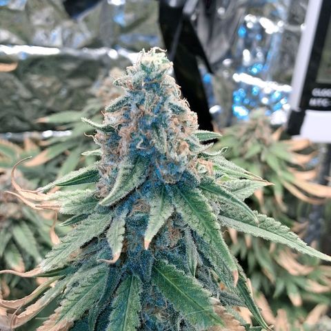 3 Critical Orange Punch growlog photo: 23 hs los cogollos mas cerrados son de la izq que ya quedo lavada total...