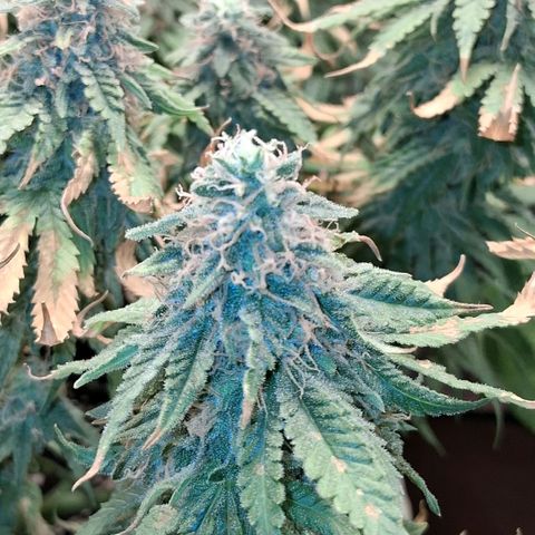 3 Critical Orange Punch growlog photo: 23 hs los cogollos mas cerrados son de la izq que ya quedo lavada total...