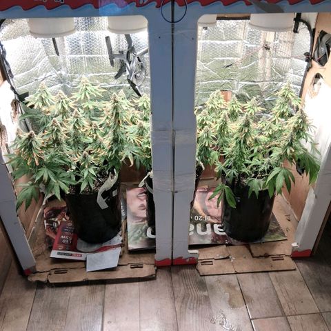 3 Critical Orange Punch growlog photo: 23 hs los cogollos mas cerrados son de la izq que ya quedo lavada total...