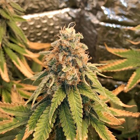 3 Critical Orange Punch growlog photo: 23 hs los cogollos mas cerrados son de la izq que ya quedo lavada total...