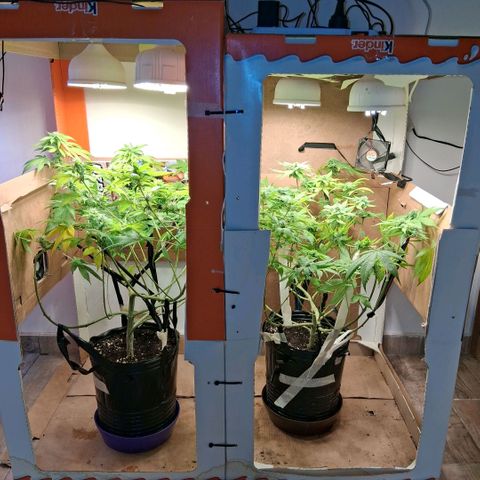 2 Egypto Indian seeds growlog photo: 23 hs desp del riego