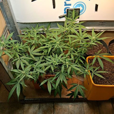 2 Rainbow maker Bsf  growlog photo: 23 hs la rainbow auto pasa a Flora ... ####