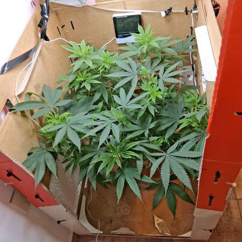 2 Rainbow maker Bsf  growlog photo: 23 hs la rainbow auto pasa a Flora ... ####