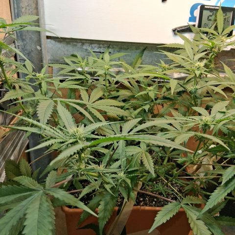 2 Rainbow maker Bsf  growlog photo: 23 hs la rainbow auto pasa a Flora ... ####