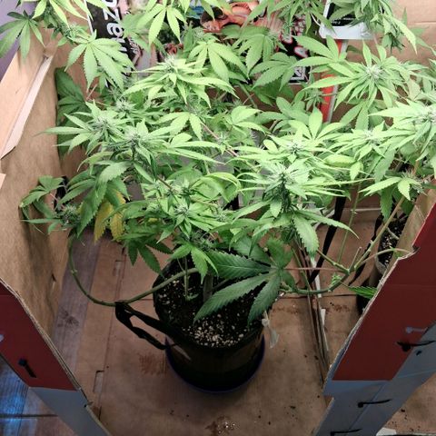 2 Egypto Indian seeds growlog photo: 23 hs desp del riego