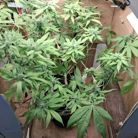 2 Egypto Indian seeds growlog photo: 23 hs desp del riego