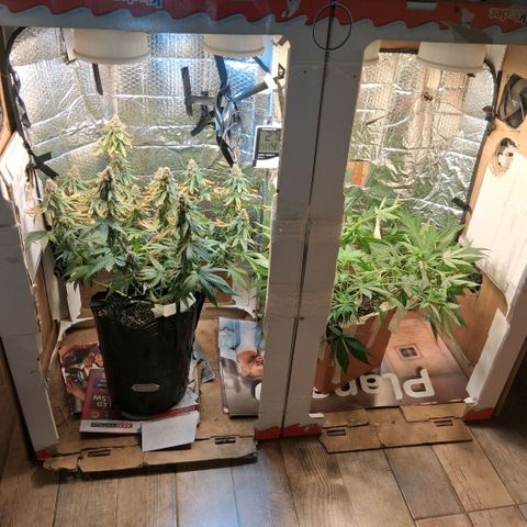3 Critical Orange Punch growlog photo: 22 hs C o p rotaciom
