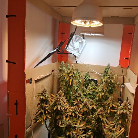 3 Critical Orange Punch growlog photo: 22 hs C o p rotaciom