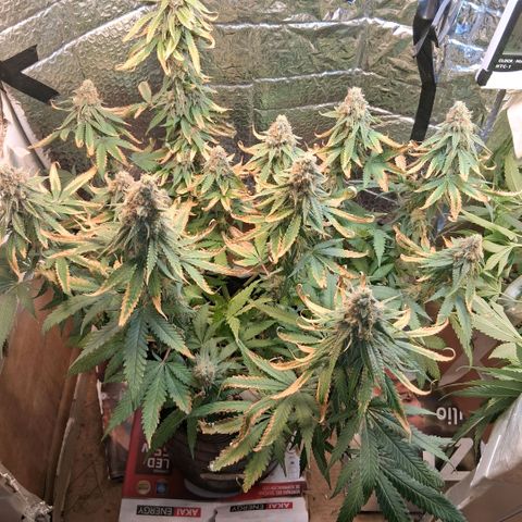 3 Critical Orange Punch growlog photo: 22 hs C o p rotaciom