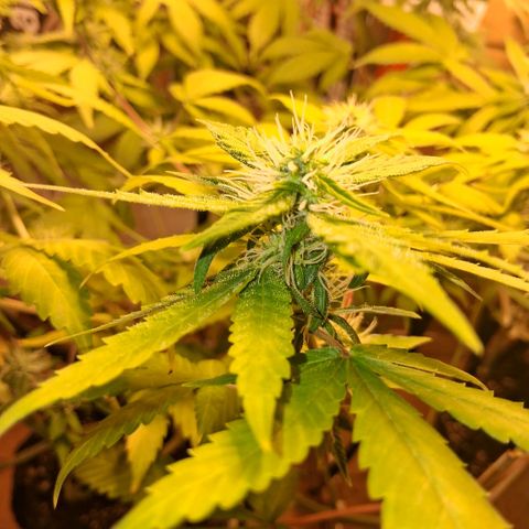 2 Egypto Indian seeds growlog photo: 22 hs 