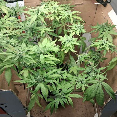 2 Egypto Indian seeds growlog photo: 22 hs 