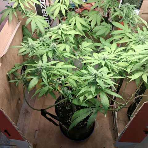 2 Egypto Indian seeds growlog photo: 22 hs 