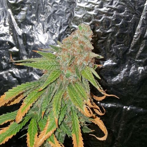 3 Critical Orange Punch growlog photo: 18 hs COP 1 