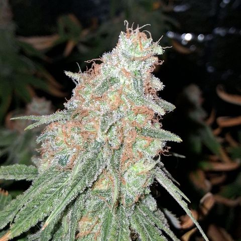 3 Critical Orange Punch growlog photo: 18 hs COP 1 