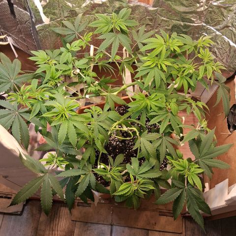 2 Rainbow maker Bsf  growlog photo: 23.30 hs Asi quedan desp de la defoliacion