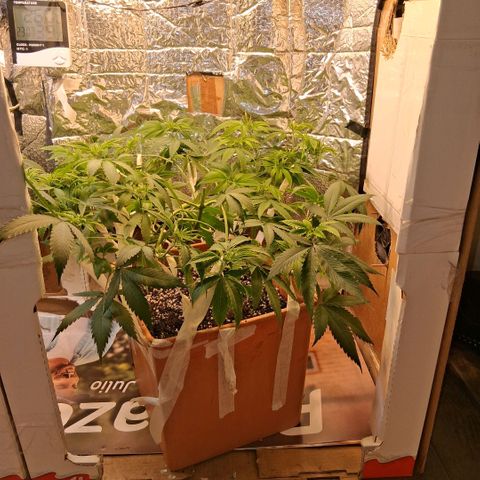 2 Rainbow maker Bsf  growlog photo: 23.30 hs Asi quedan desp de la defoliacion