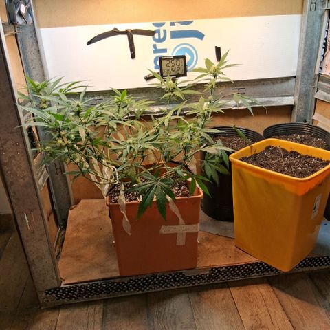 2 Rainbow maker Bsf  growlog photo: 23.30 hs Asi quedan desp de la defoliacion