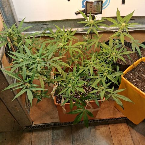 2 Rainbow maker Bsf  growlog photo: 23.30 hs Asi quedan desp de la defoliacion