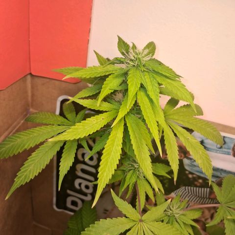 2 Egypto Indian seeds growlog photo: 23.30 Egypto con deficiencias nose si calmag o ph bajo