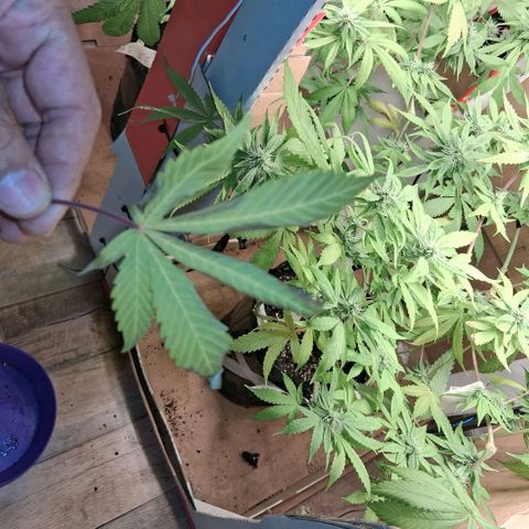 2 Egypto Indian seeds growlog photo: 23.30 Egypto con deficiencias nose si calmag o ph bajo