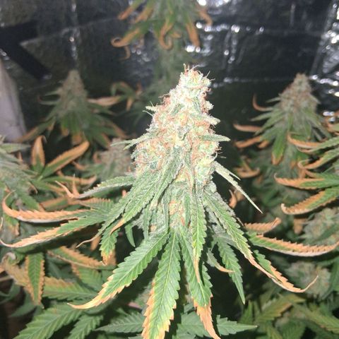 3 Critical Orange Punch growlog photo: 11 hs