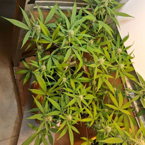 2 Rainbow maker Bsf  growlog photo: 22.30 rainbow maker foto a pleno