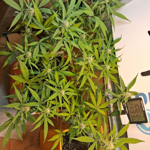 2 Rainbow maker Bsf  growlog photo: 22.30 rainbow maker foto a pleno