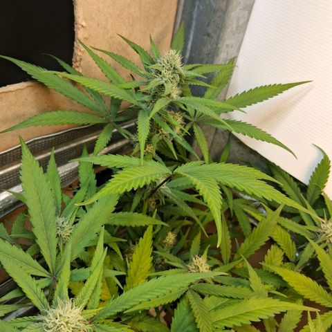 2 Rainbow maker Bsf  growlog photo: 22.30 rainbow maker foto a pleno