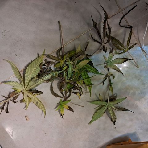2 Egypto Indian seeds growlog photo: 22.30 la egypto mas cascoteada 