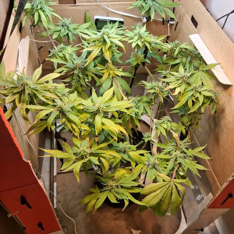 2 Egypto Indian seeds growlog photo: 22.30 la egypto mas cascoteada 