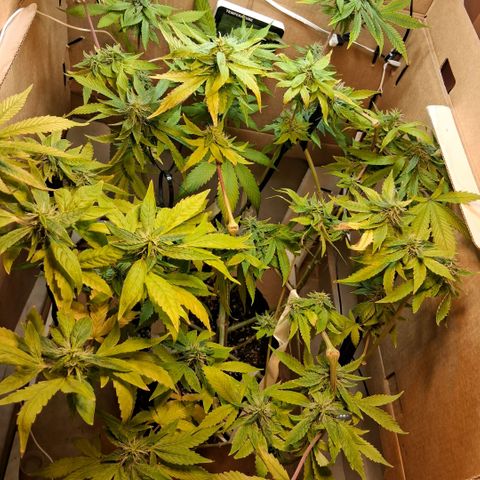 2 Egypto Indian seeds growlog photo: 22.30 la egypto mas cascoteada 