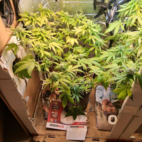 2 Egypto Indian seeds growlog photo: 22.30 la egypto q mas se acomodo... 