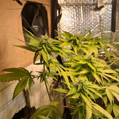 2 Egypto Indian seeds growlog photo: 22.30 la egypto q mas se acomodo... 