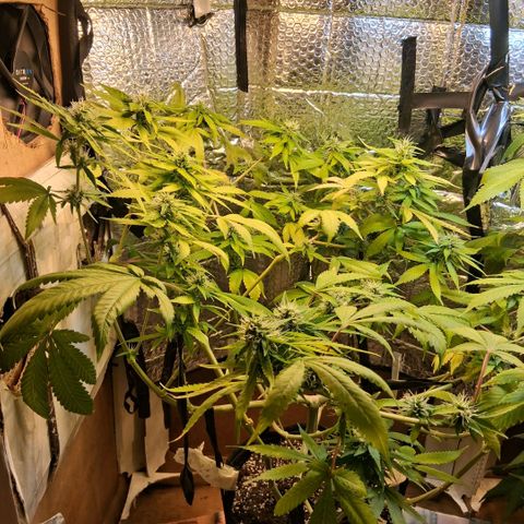 2 Egypto Indian seeds growlog photo: 22.30 la egypto q mas se acomodo... 