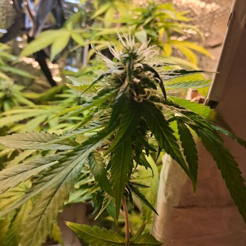 2 Egypto Indian seeds growlog photo: 22.30 la egypto q mas se acomodo... 