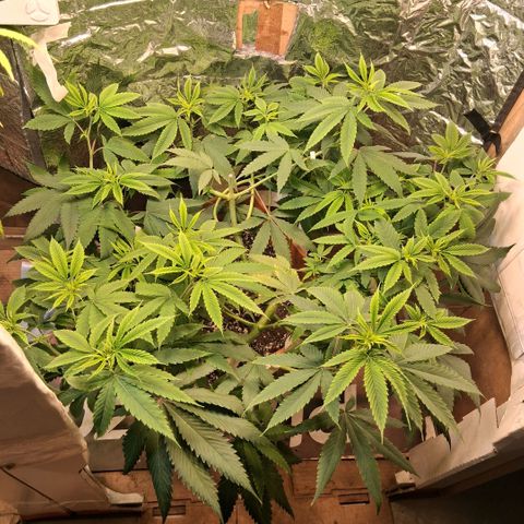 2 Rainbow maker Bsf  growlog photo: 22.30 la rainbow fotoperiodica... bastante bien 