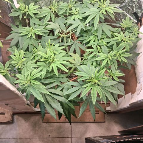 2 Rainbow maker Bsf  growlog photo: 22.30 la rainbow fotoperiodica... bastante bien 