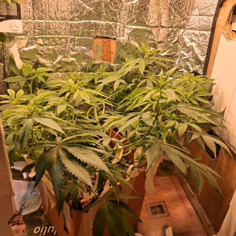 2 Rainbow maker Bsf  growlog photo: 22.30 la rainbow fotoperiodica... bastante bien 