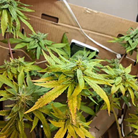 2 Egypto Indian seeds growlog photo: 22.30 la egypto mas cascoteada 