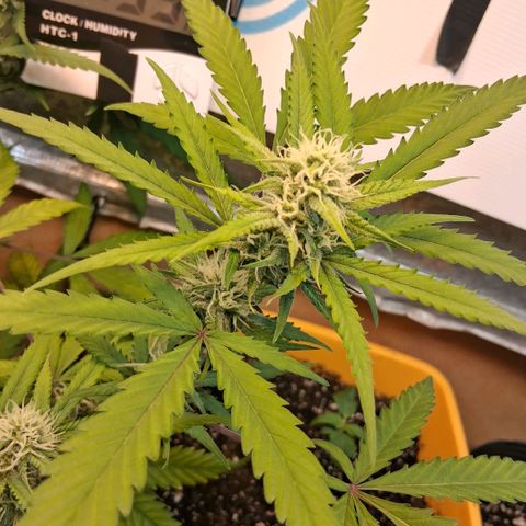 2 Rainbow maker Bsf  growlog photo: 22.30 rainbow maker foto a pleno