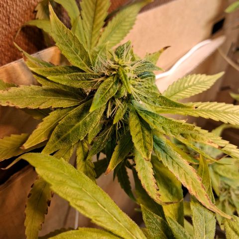 2 Egypto Indian seeds growlog photo: 22.30 la egypto mas cascoteada 